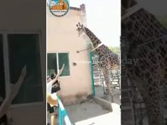 betrunkener reitet auf einer giraffe
