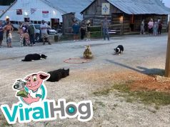 gut erzogene hunde und gänse